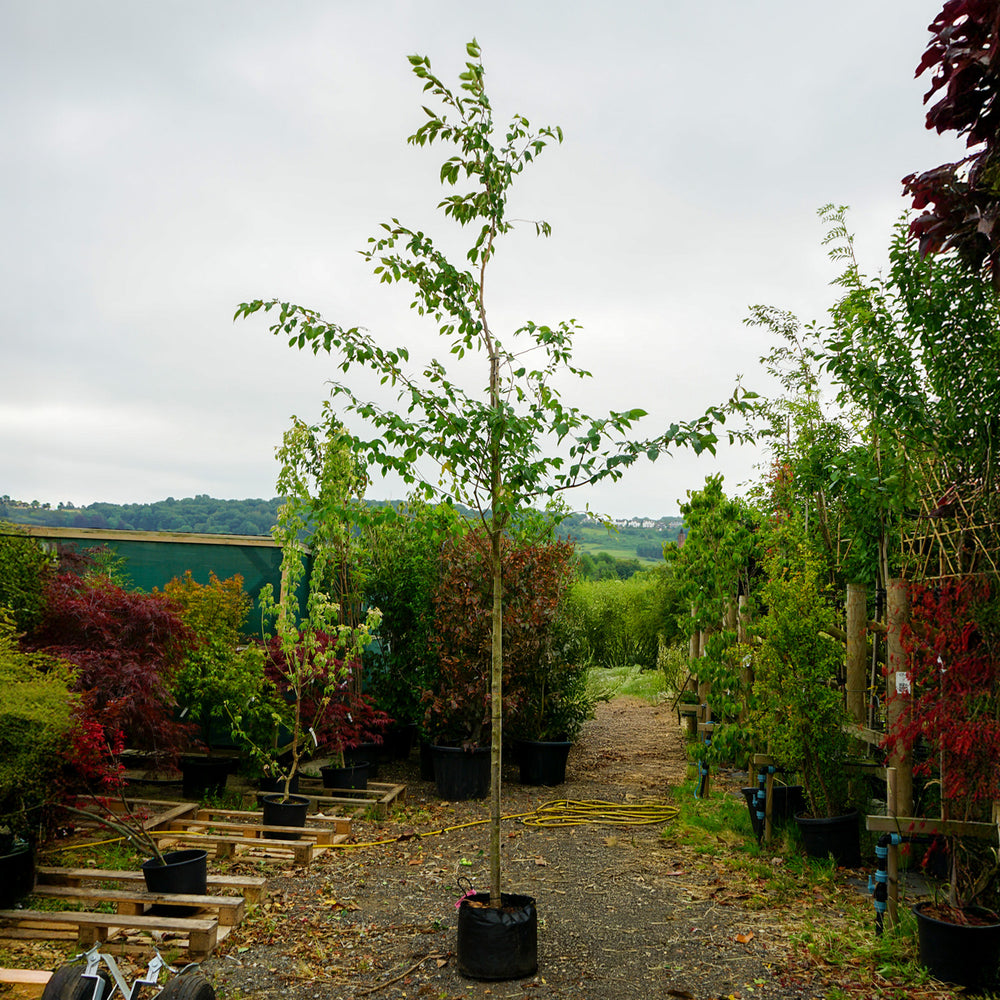 Assorted Mature Cherry Blossom Trees
