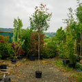 CLEARANCE: Photinia 'Red Robin' tree, 6-8cm girth, 2.5-3.0m, 28L pot, tree 110