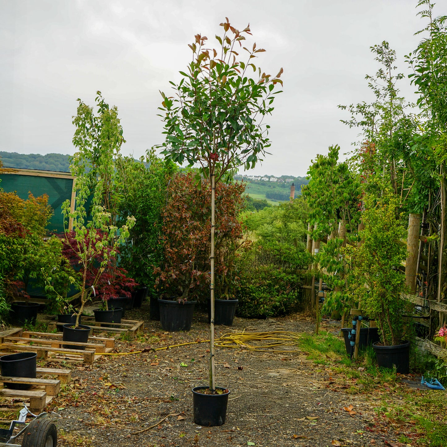 Assorted Mature Photinia Trees