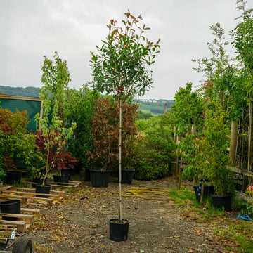 Assorted Mature Photinia Trees