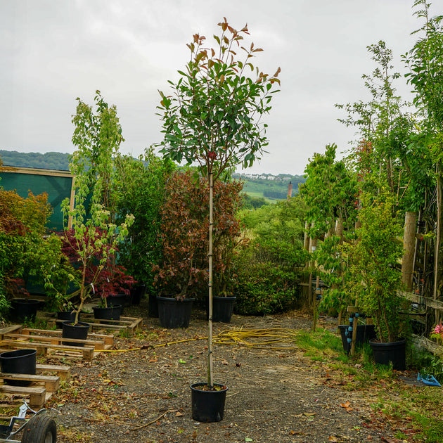 Assorted Mature Photinia Trees
