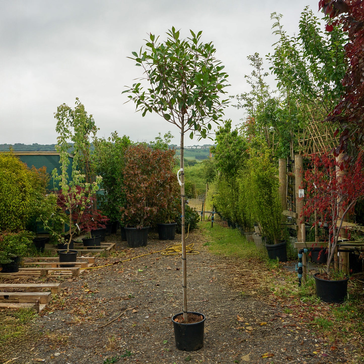 Assorted Mature Photinia Trees