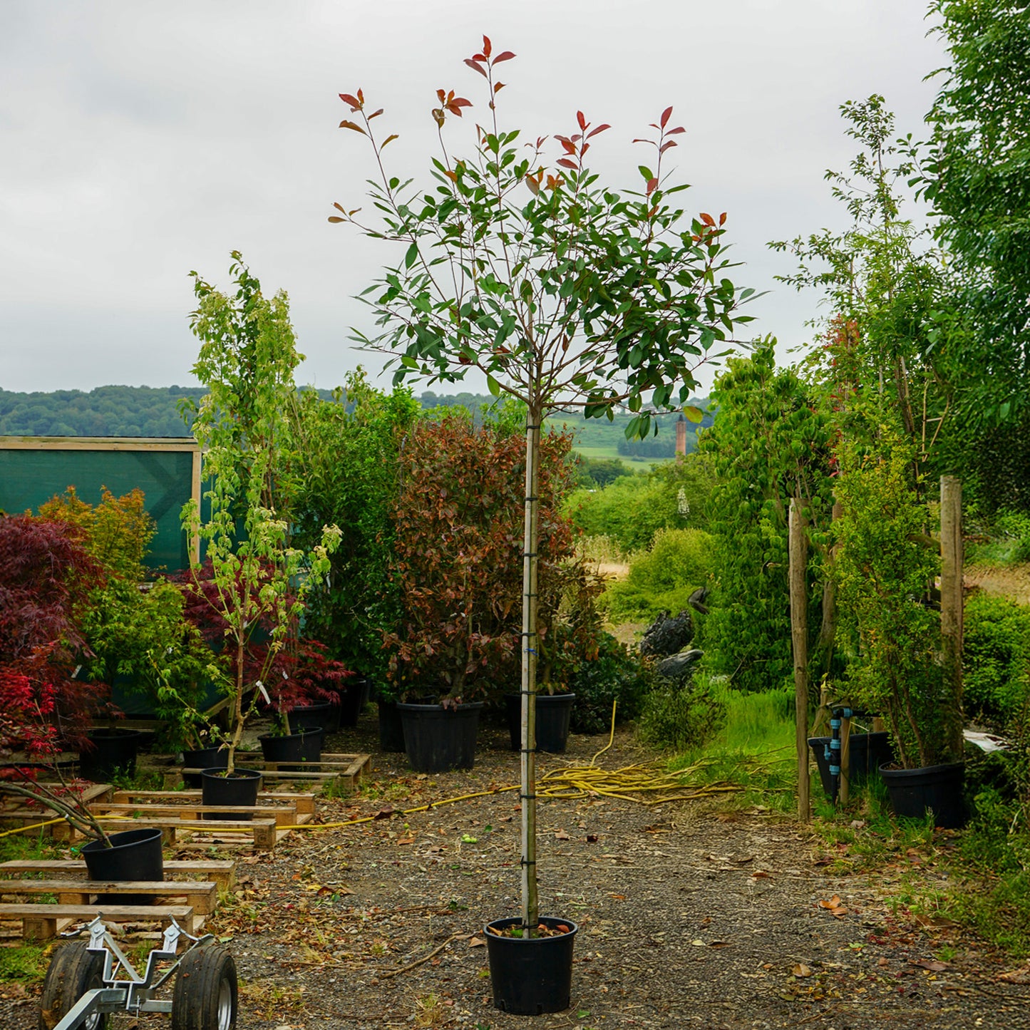 Assorted Mature Photinia Trees