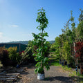 CLEARANCE: Chionanthus retusus feathered tree, 8-10cm girth, 2.5-3.0m, 45L pot, photo of actual tree 111