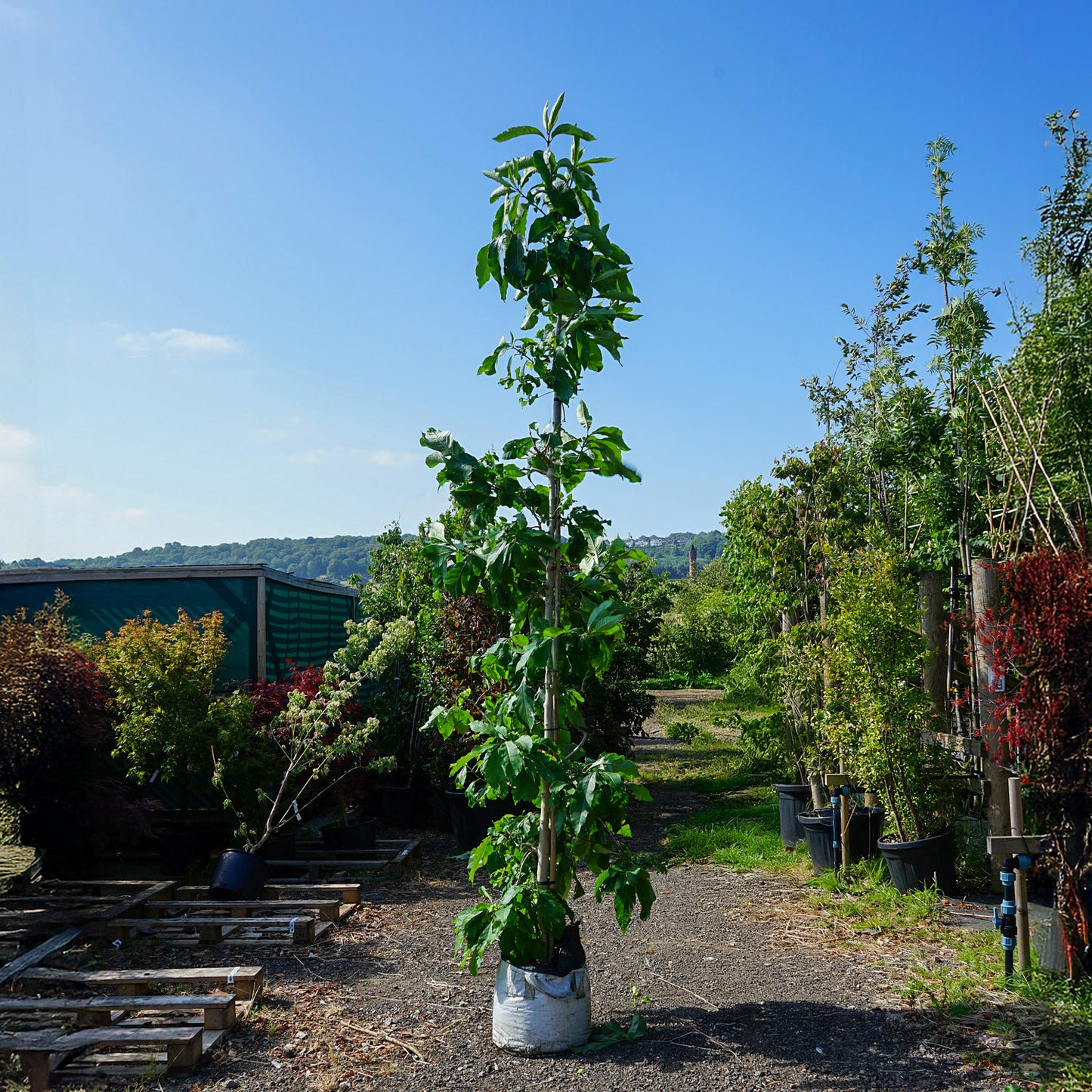 Assorted Mature Chinese Fringe Trees