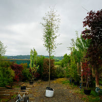 Assorted Mature Rowan Trees