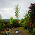 Assorted Mature Rowan Trees