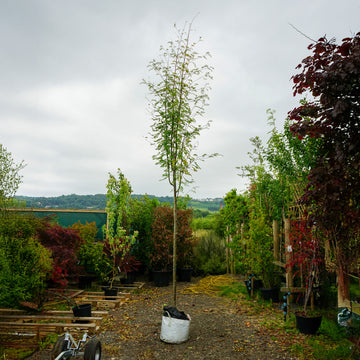 Assorted Mature Rowan Trees