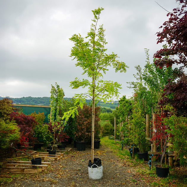 Assorted Mature Robinia Trees