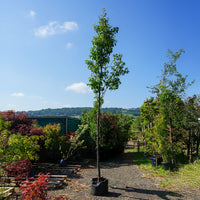 Assorted Mature Ornamental Pear Trees