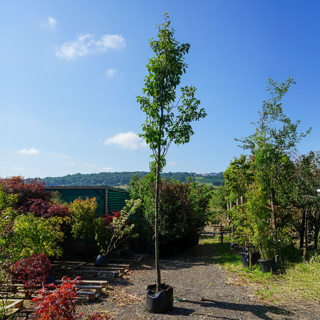 Assorted Mature Ornamental Pear Trees