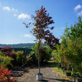 Assorted Mature Cercis Trees