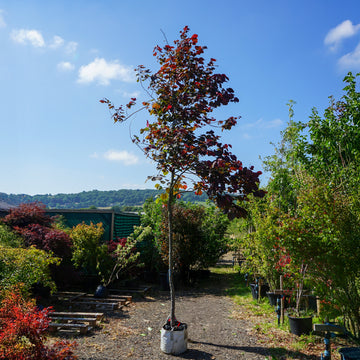 Assorted Mature Cercis Trees