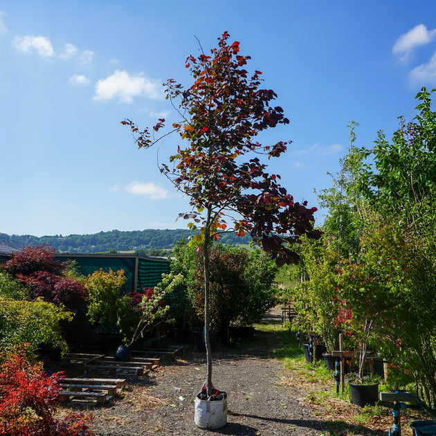 Assorted Mature Cercis Trees