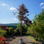 Assorted Mature Cercis Trees