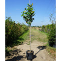 Assorted Mature Magnolia Trees