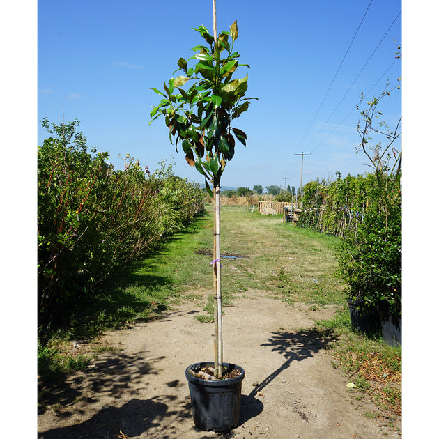 Assorted Mature Magnolia Trees
