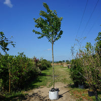Assorted Clearance Prunus