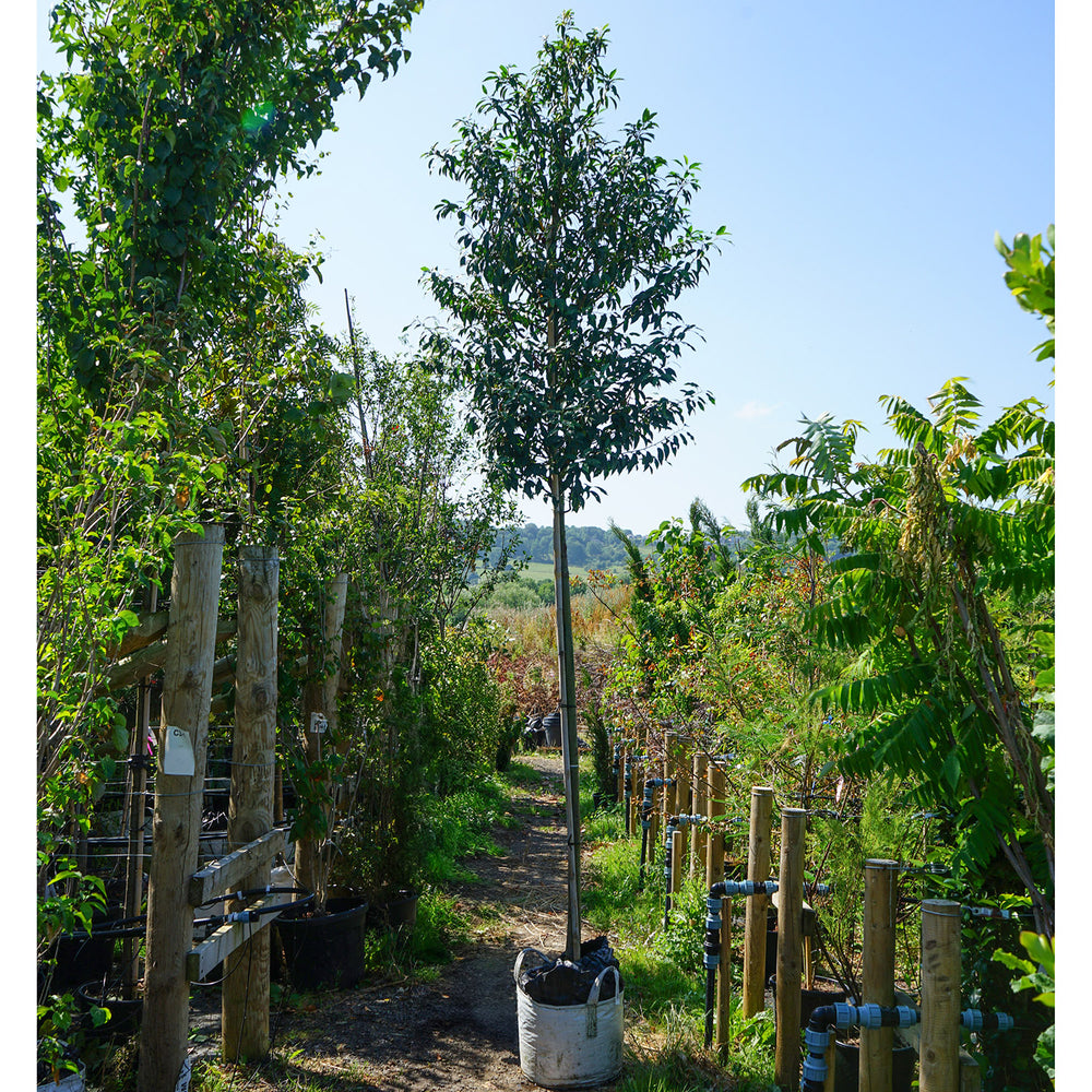 Assorted Mature Laurel Trees