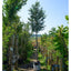 Prunus_lusitanica_Angustifolia mature tree