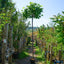 Assorted Clearance Catalpa