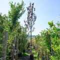 CLEARANCE: Prunus 'Royal Burgundy', 14-16cm girth, 4.5-6.0m, 55L pot, photo of actual tree 130