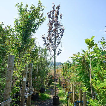 Assorted Clearance Prunus