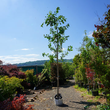 Assorted Clearance Prunus