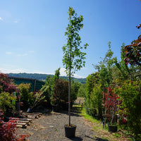Assorted Clearance Acer