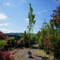 CLEARANCE: Betula Pendula 'Fastigiata Joes', 8-10cm girth, 2.5-3.0m, 28L pot, photo of actual tree 139