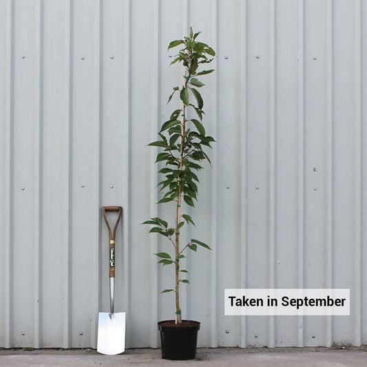 Prunus 'Taihaku' tree in pot