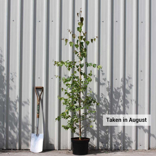 Betula pendula Silver Birch in pot