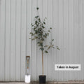 Single stem tree, 150-200cm, 12L pot