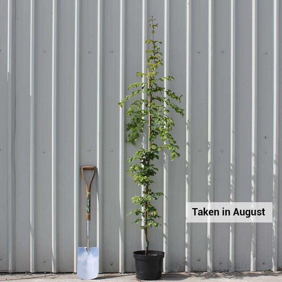 Carpinus betulus | European or Common Hornbeam Tree | Ornamental Trees