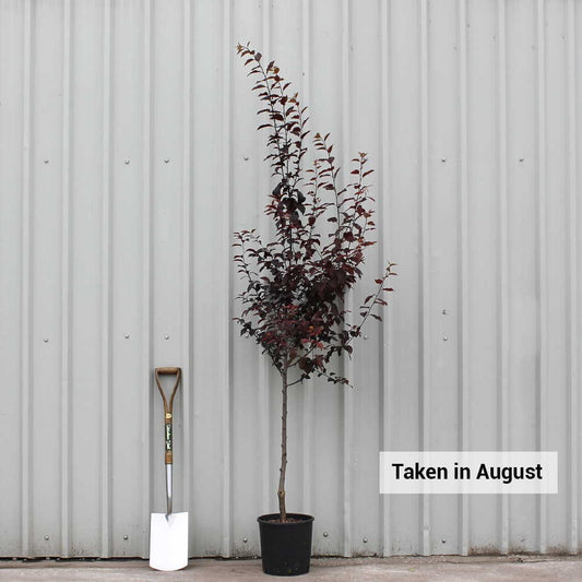 Prunus cerasifera 'Nigra' tree