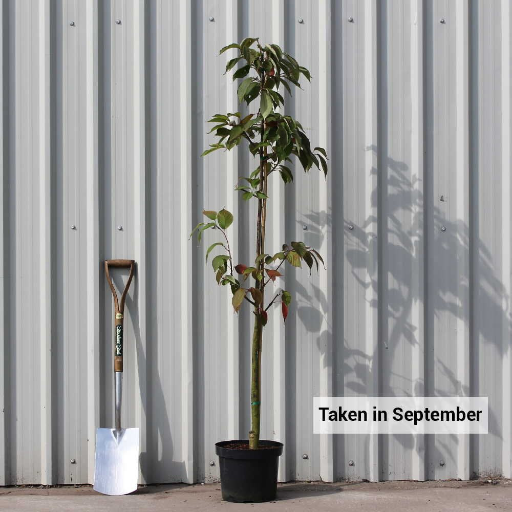 Prunus sargentii Rancho | Upright Sargents Cherry | Ornamental Trees