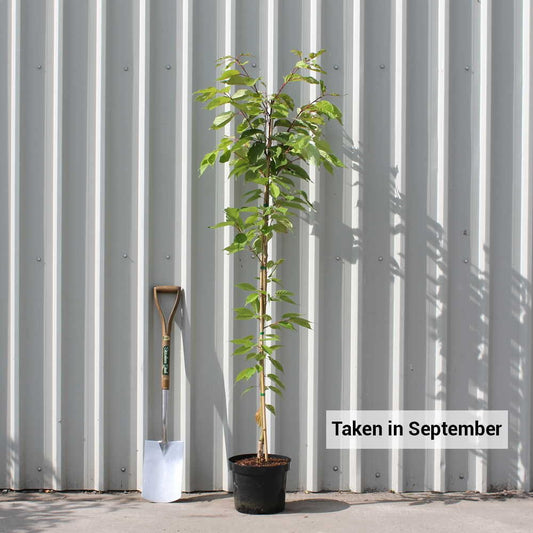 Prunus 'Shirofugen' tree