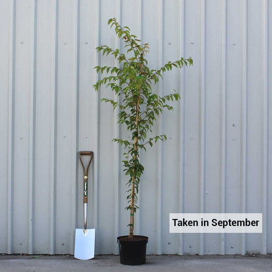 Prunus x subhirtella 'Autumnalis' tree in pot
