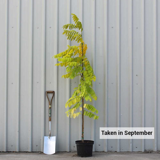 Robinia pseudoacacia 'Frisia' single stem tree