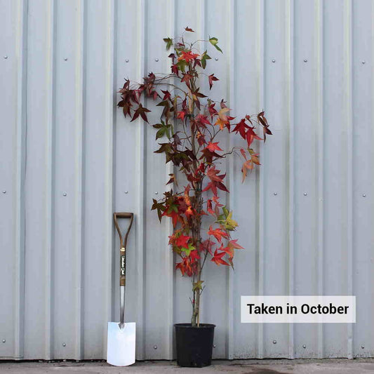 Liquidambar 'Slender Silhouette' single stem upright tree in pot