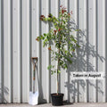 Single stem tree, 150-200cm, 12L pot