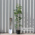 Single stem tree, 150-200cm, 12L pot
