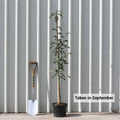 Single stem tree, 150-200cm, 12L pot