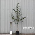 Single stem tree, 150-200cm, 12L pot