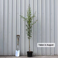 Single stem tree, 150-200cm, 12L pot