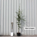 Single stem tree, 150-200cm, 12L pot