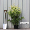 Single stem tree, 70-80cm, 7.5L pot