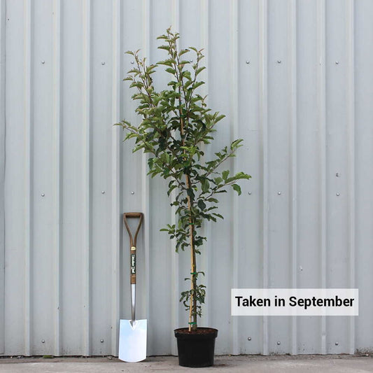 Malus 'Comtesse de Paris' tree