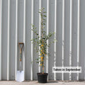 Single stem tree, 150-200cm, 12L pot
