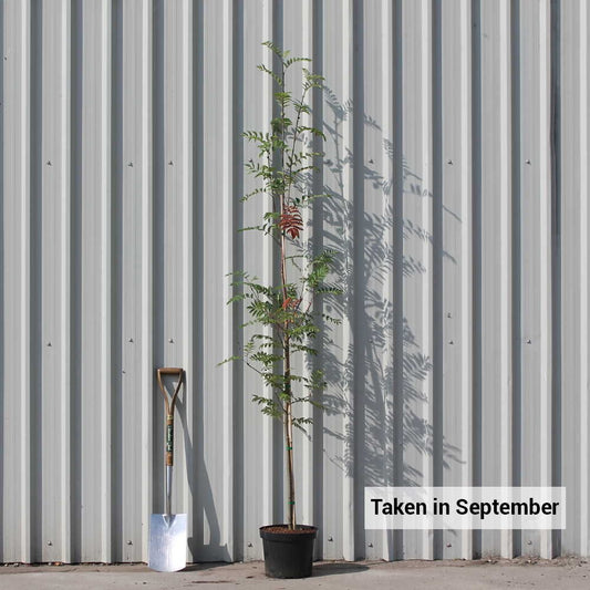 Sorbus aucuparia mountain ash tree in pot